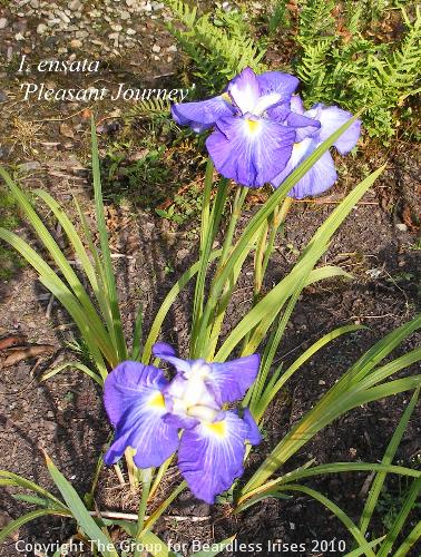 Pleasant Journey (1)